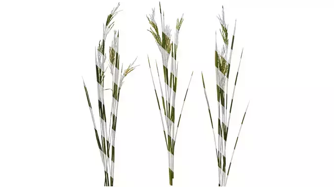 Anydrafts Oryza sativa Atlas 17