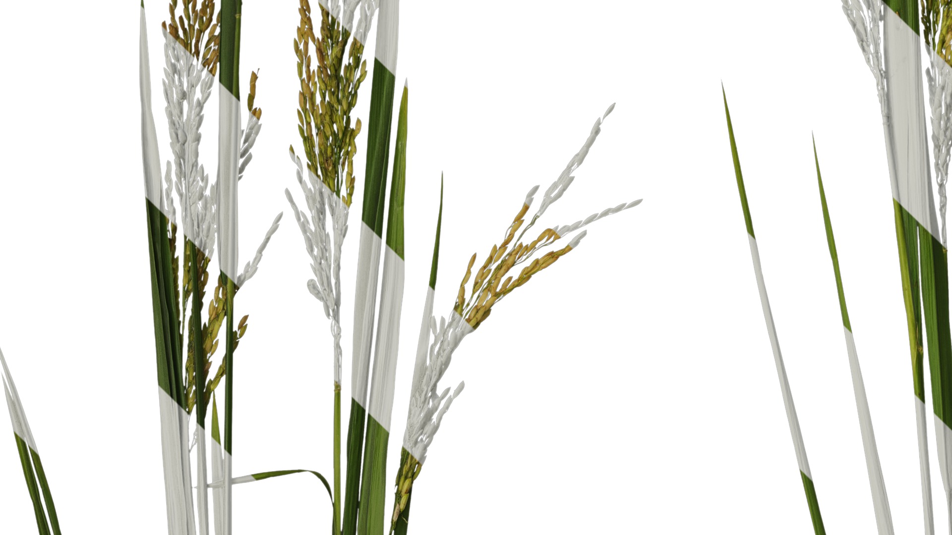 Anydrafts Oryza sativa Atlas 17 Texture_3