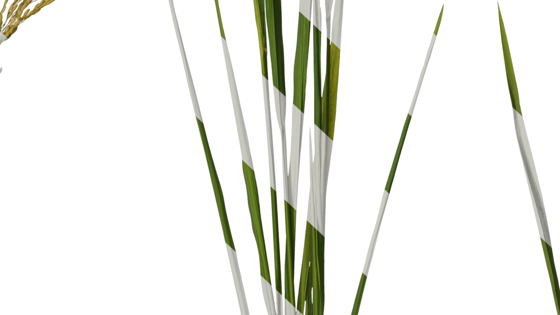 Anydrafts Oryza sativa Atlas 17 Texture_7