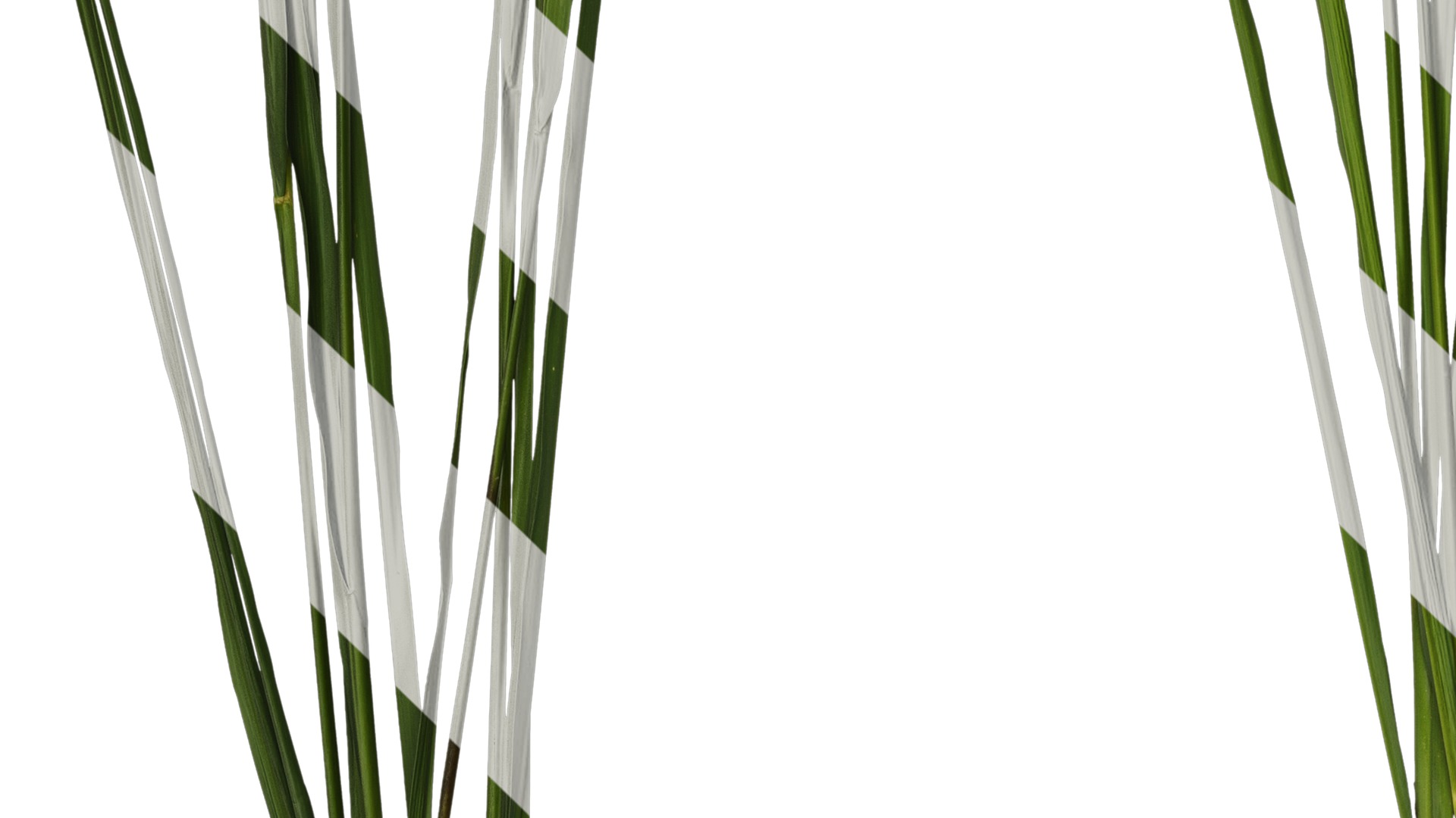 Anydrafts Oryza sativa Atlas 17 Texture_5