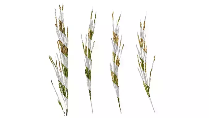 Anydrafts Oryza sativa Fruit 01