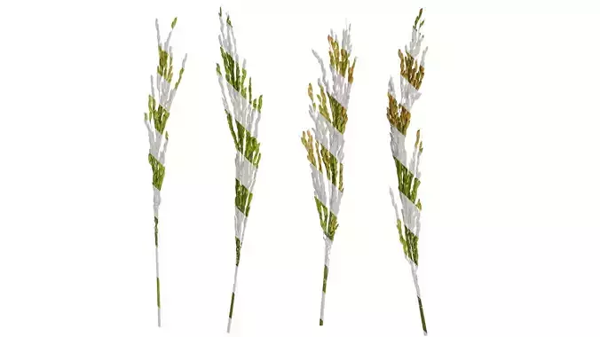 Anydrafts Oryza sativa Fruit 06