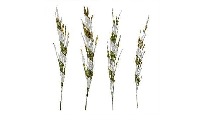 Anydrafts Oryza sativa Fruit 07 Texture