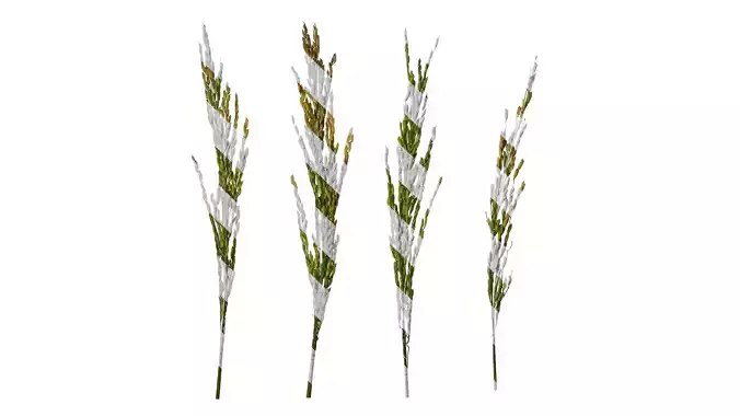 Anydrafts Oryza sativa Fruit 07