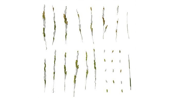 Anydrafts Oryza sativa Fruit 08 Texture