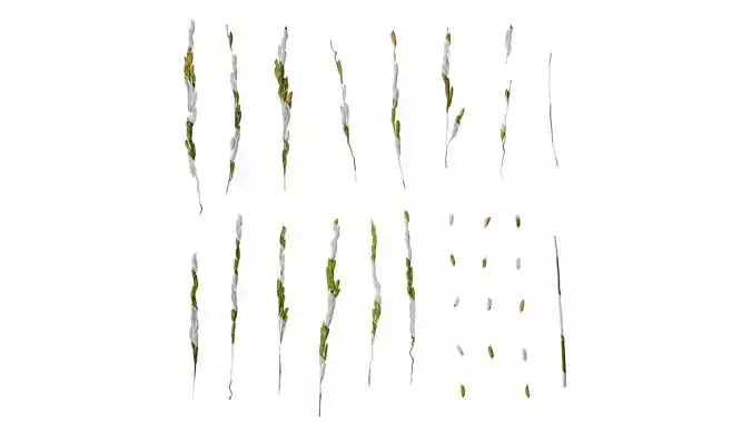 Anydrafts Oryza sativa Fruit 08