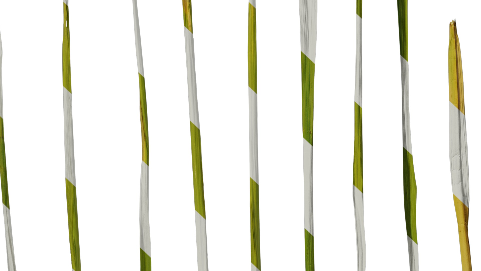 Anydrafts Oryza sativa Leaf 01 Texture_7