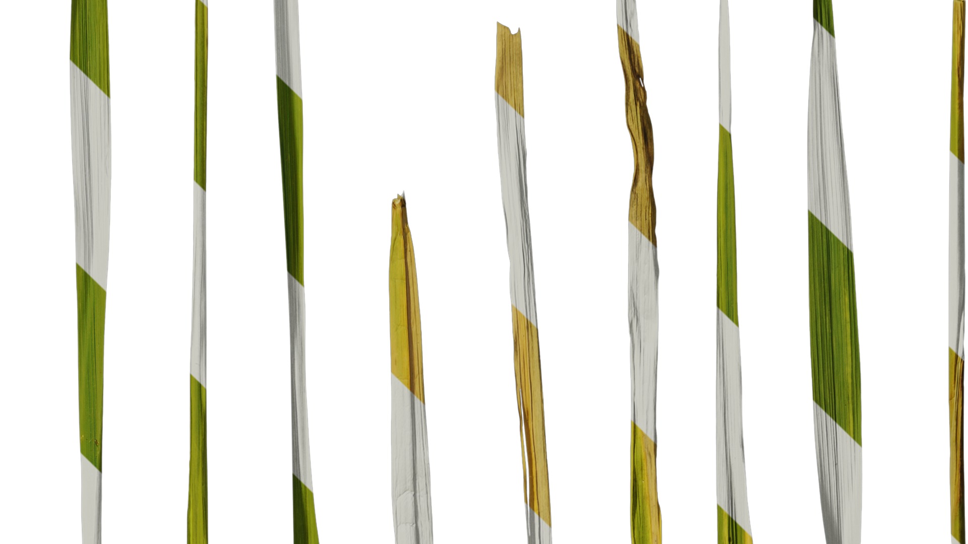 Anydrafts Oryza sativa Leaf 01 Texture_4