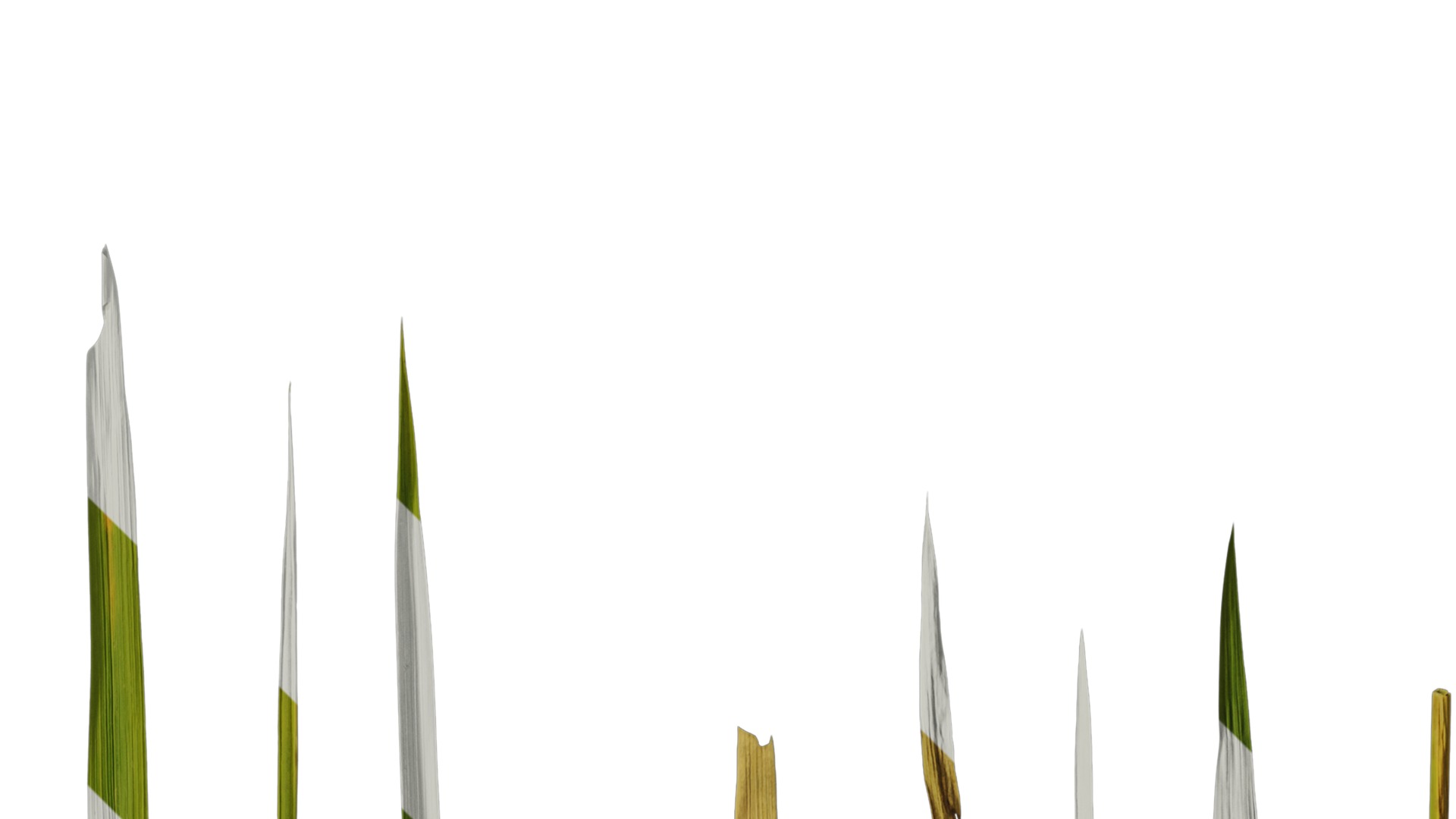 Anydrafts Oryza sativa Leaf 01 Texture_2