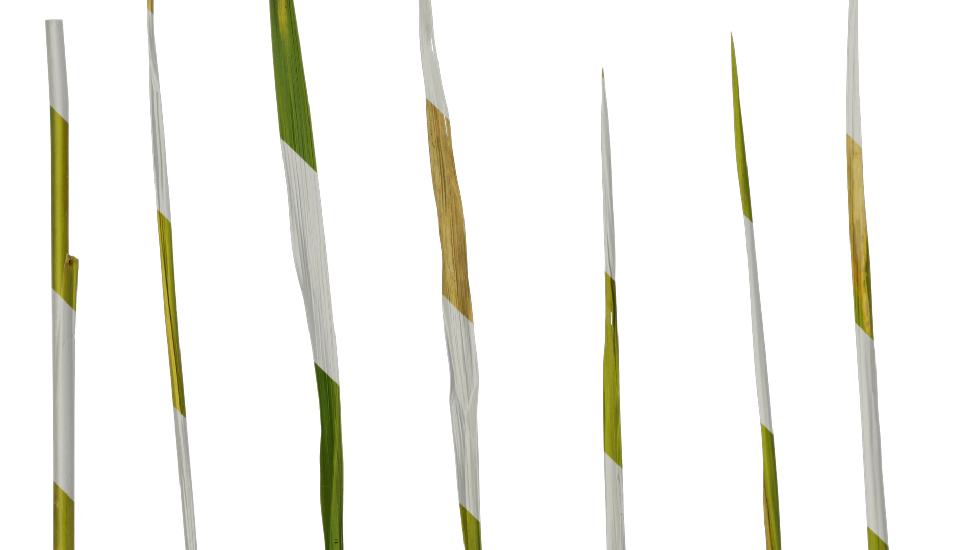 Anydrafts Oryza sativa Leaf 01 Texture_3