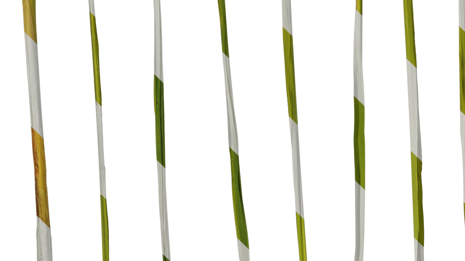 Anydrafts Oryza sativa Leaf 01 Texture_5