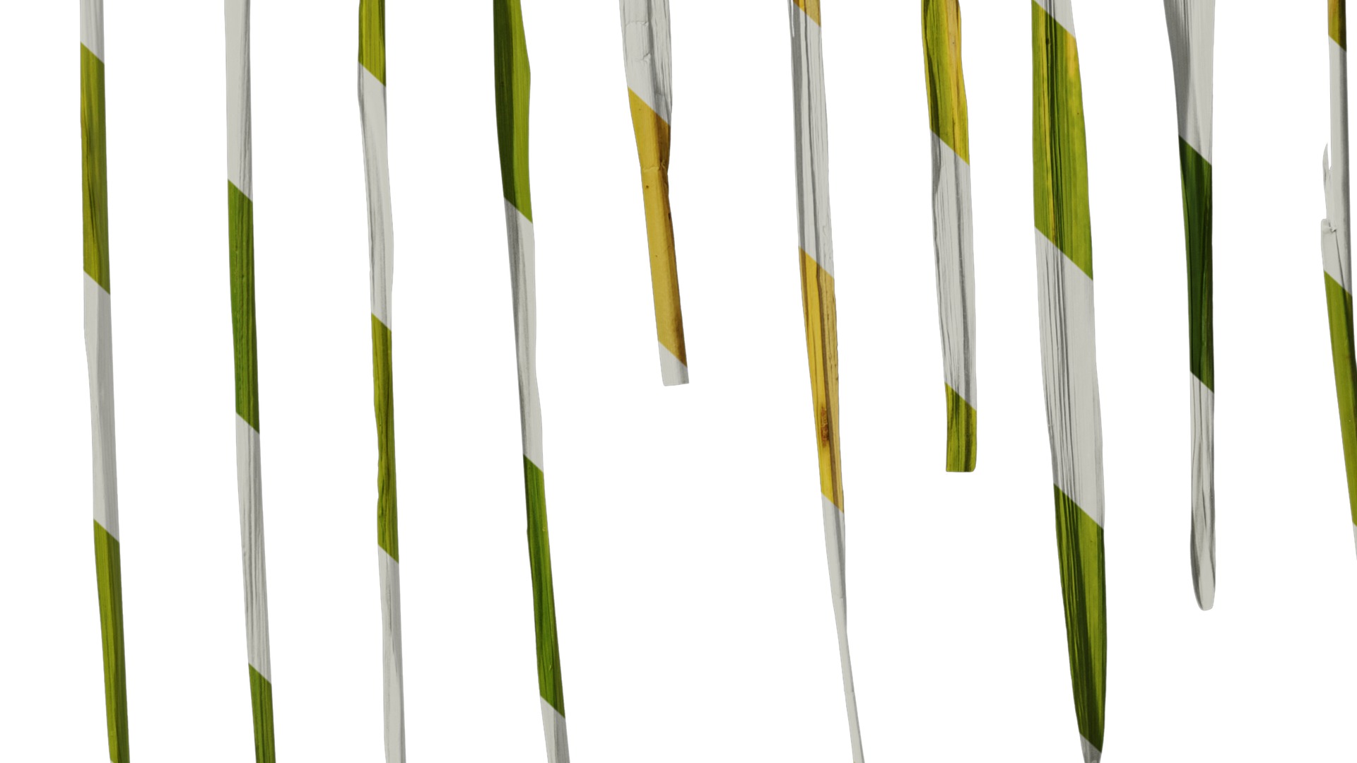 Anydrafts Oryza sativa Leaf 01 Texture_6