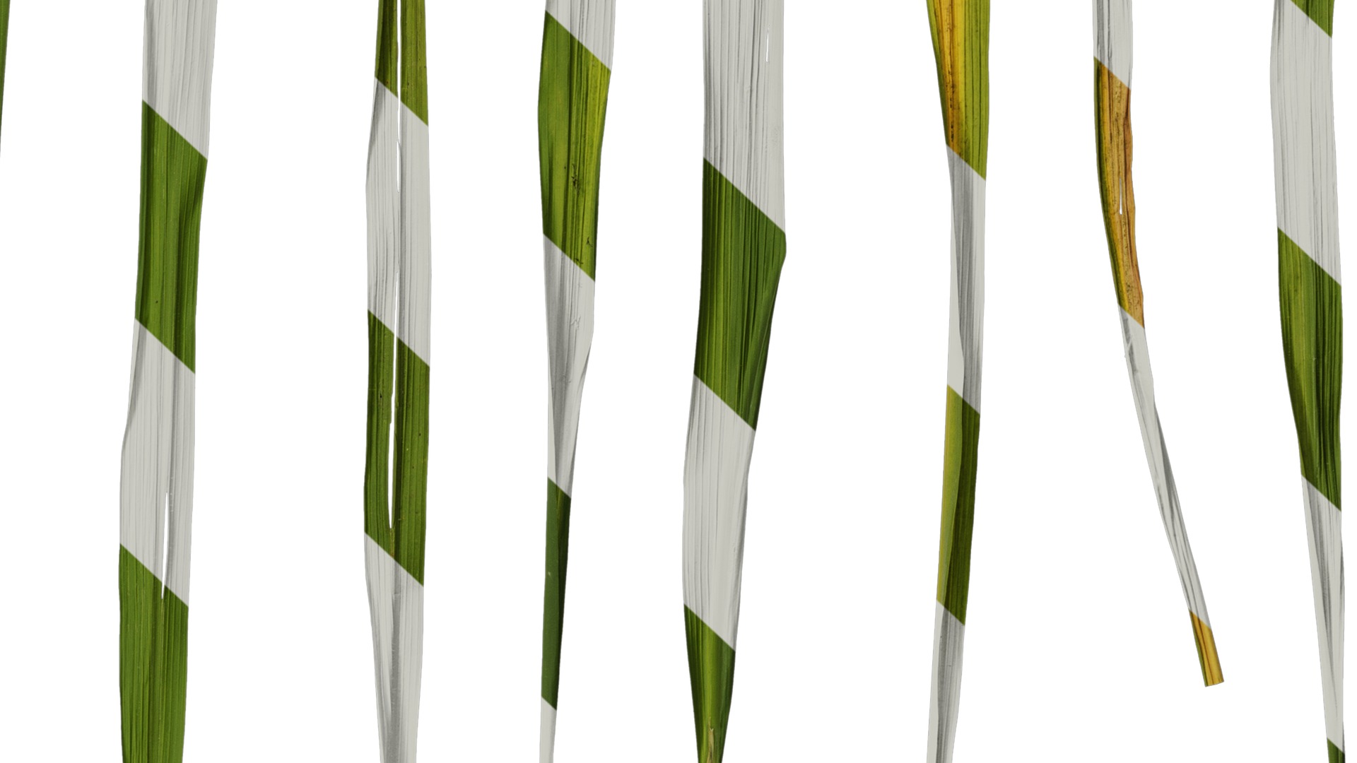 Anydrafts Oryza sativa Leaf 06 Texture_6