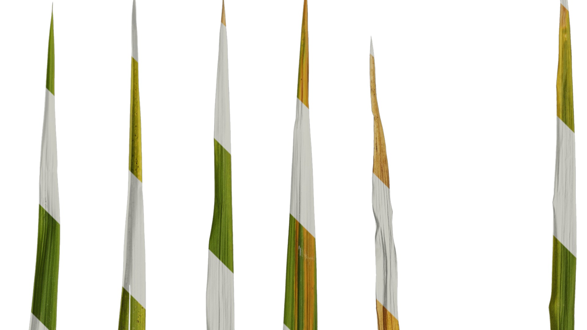 Anydrafts Oryza sativa Leaf 06 Texture_2