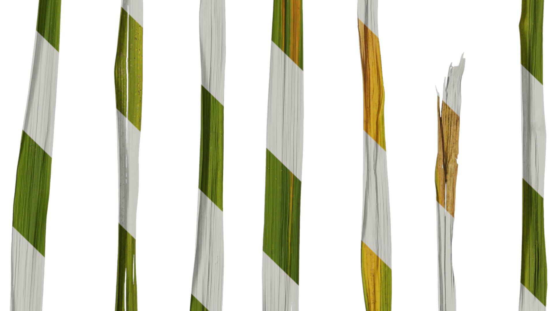 Anydrafts Oryza sativa Leaf 06 Texture_4