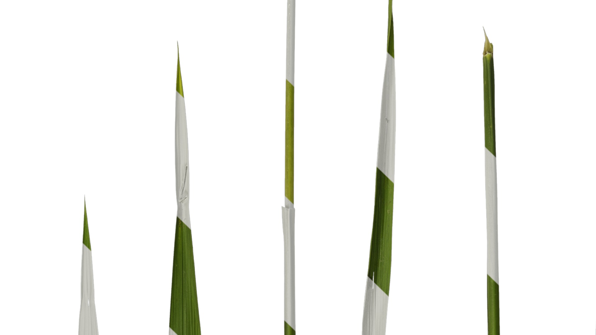 Anydrafts Oryza sativa Leaf 06 Texture_1