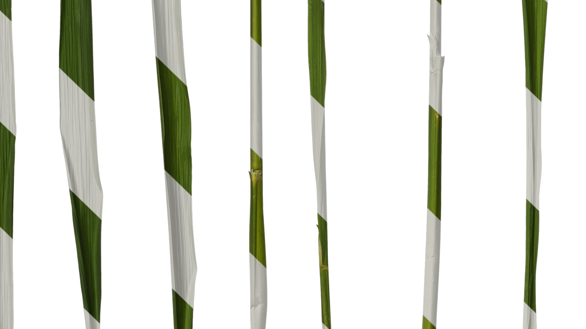 Anydrafts Oryza sativa Leaf 06 Texture_5