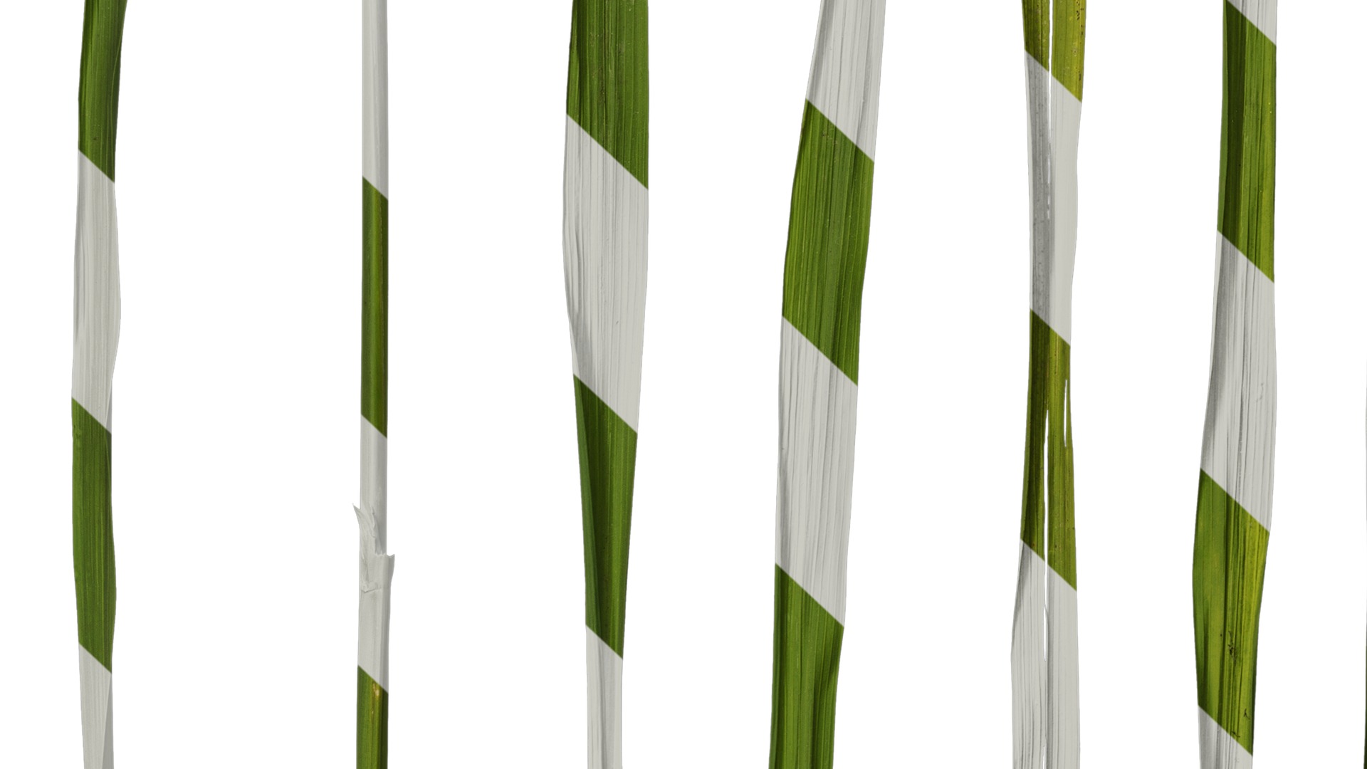 Anydrafts Oryza sativa Leaf 06 Texture_7