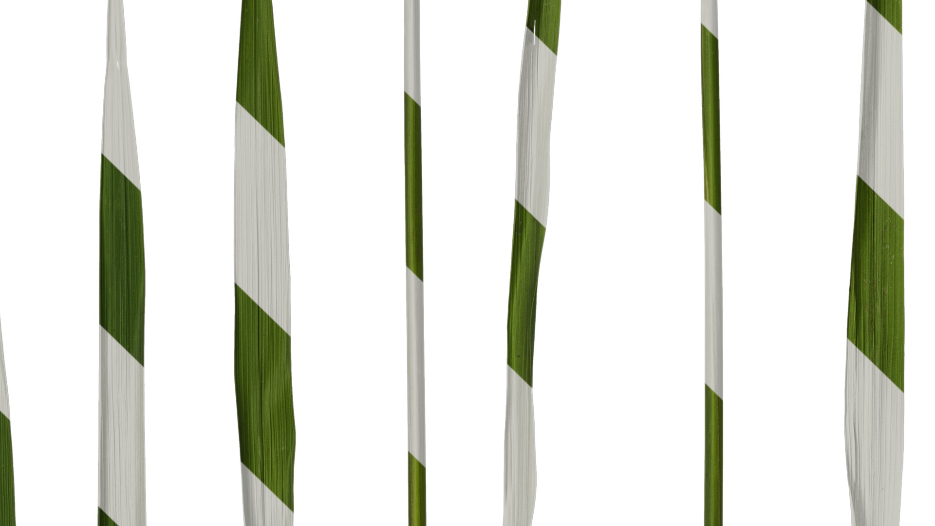 Anydrafts Oryza sativa Leaf 06 Texture_3