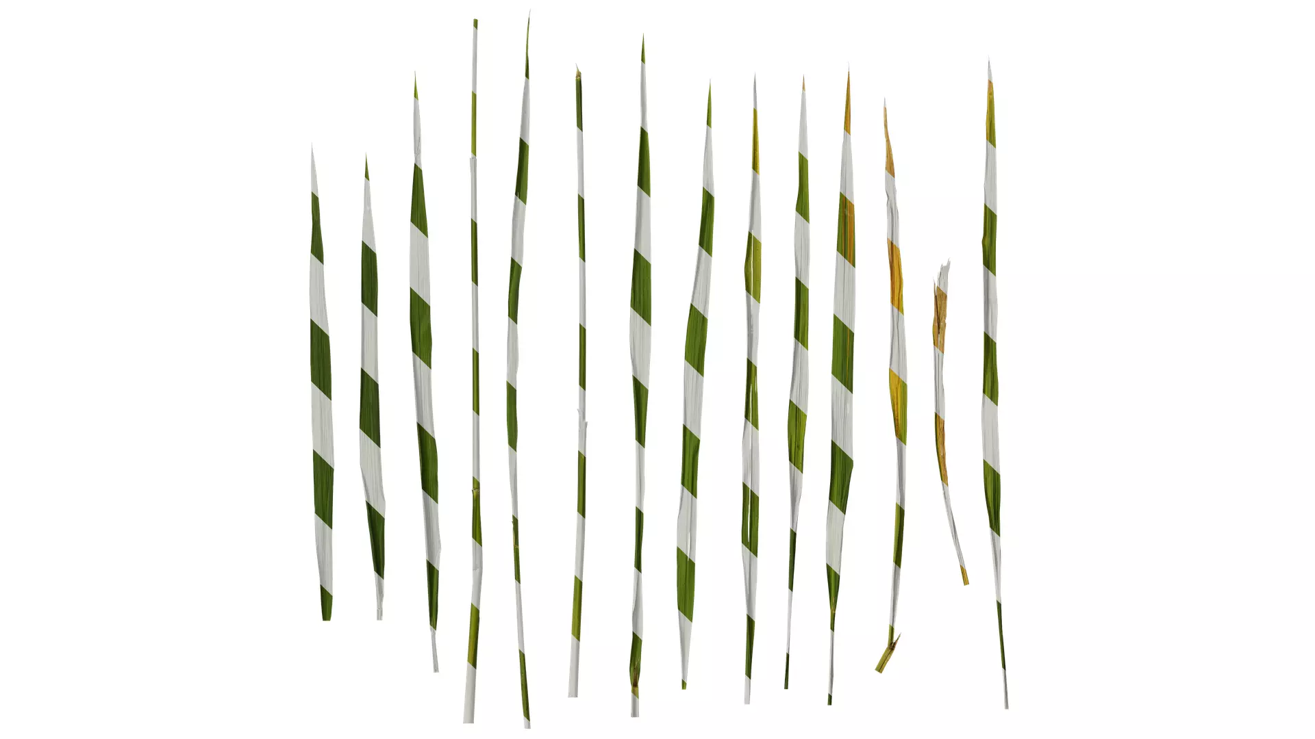 Anydrafts Oryza sativa Leaf 06 Texture_0