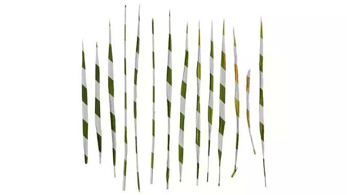 Anydrafts Oryza sativa Leaf 06