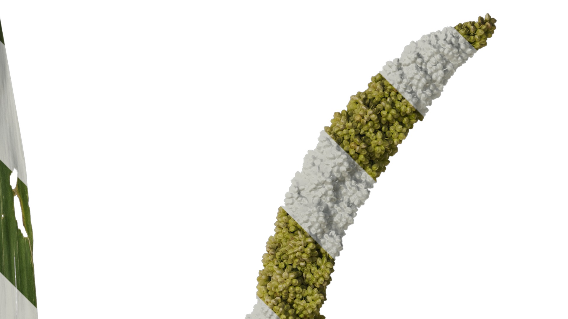 Anydrafts Setaria italica Atlas 01 Texture_2