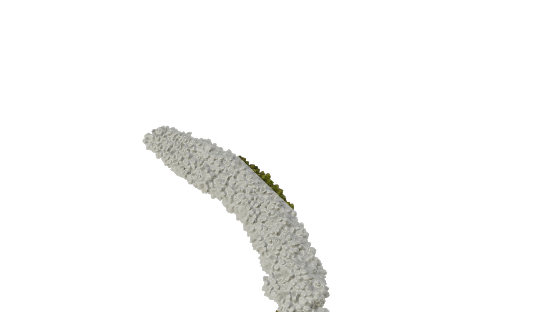 Anydrafts Setaria italica Atlas 01 Texture_1