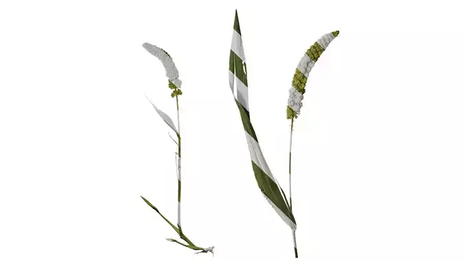 Anydrafts Setaria italica Atlas 01