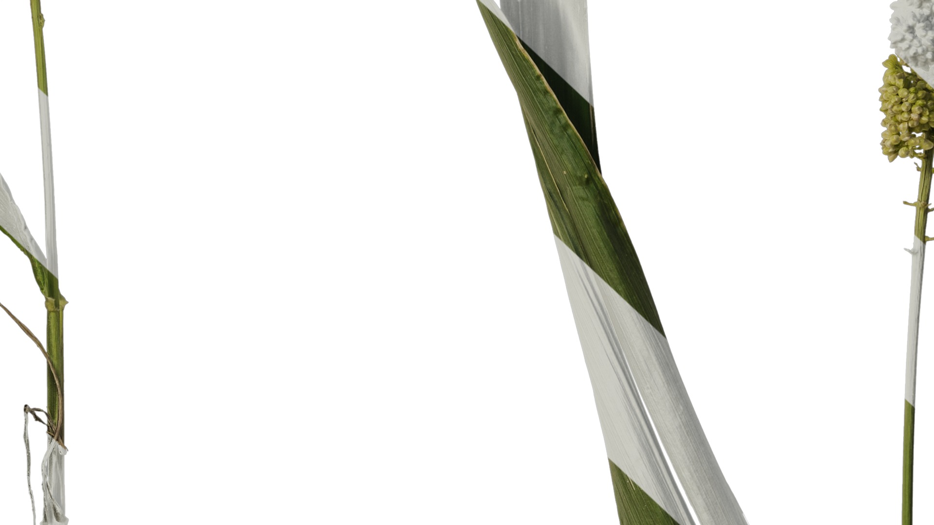 Anydrafts Setaria italica Atlas 01 Texture_7