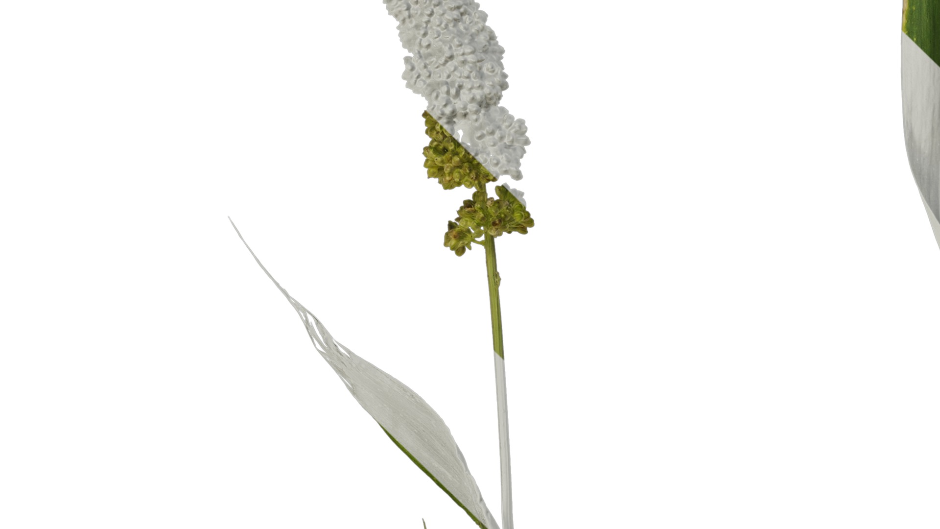 Anydrafts Setaria italica Atlas 01 Texture_3