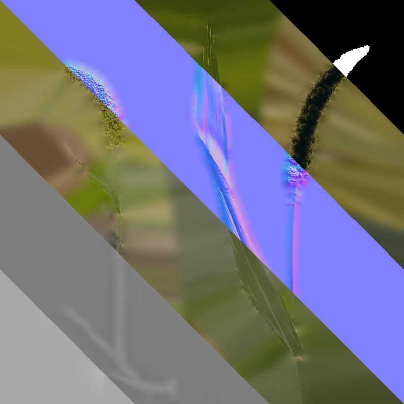 Anydrafts Setaria italica Atlas 01 Texture_8