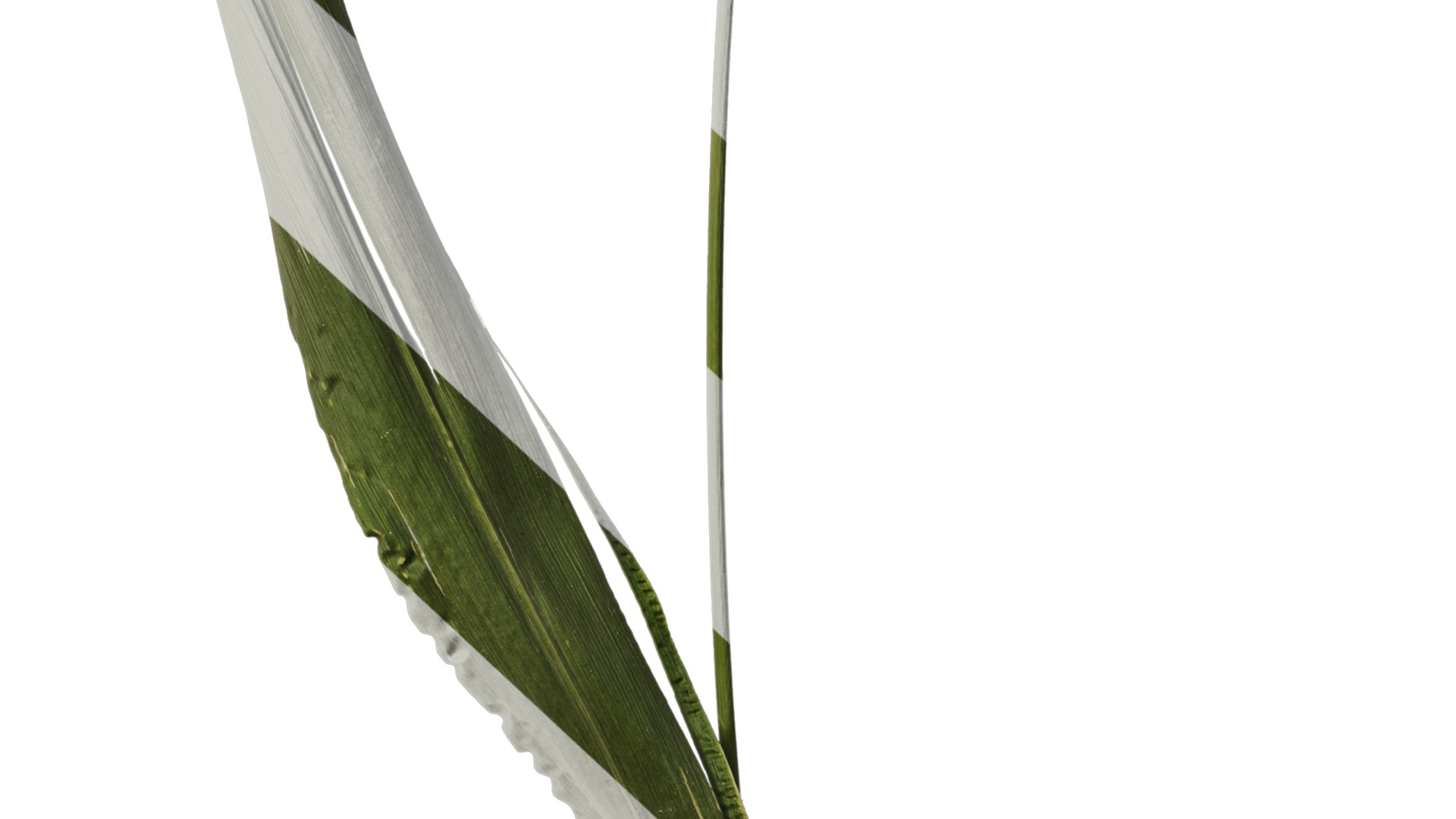 Anydrafts Setaria italica Atlas 01 Texture_6