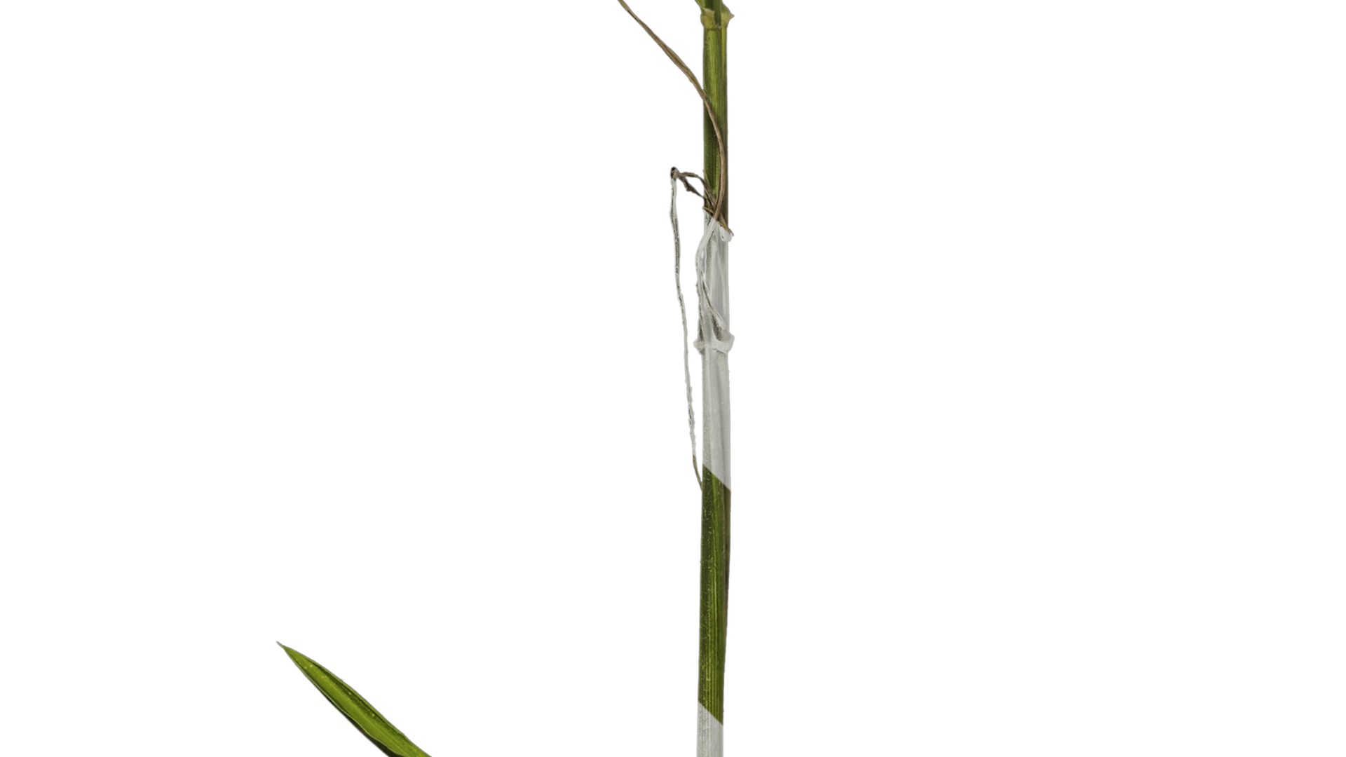 Anydrafts Setaria italica Atlas 01 Texture_5