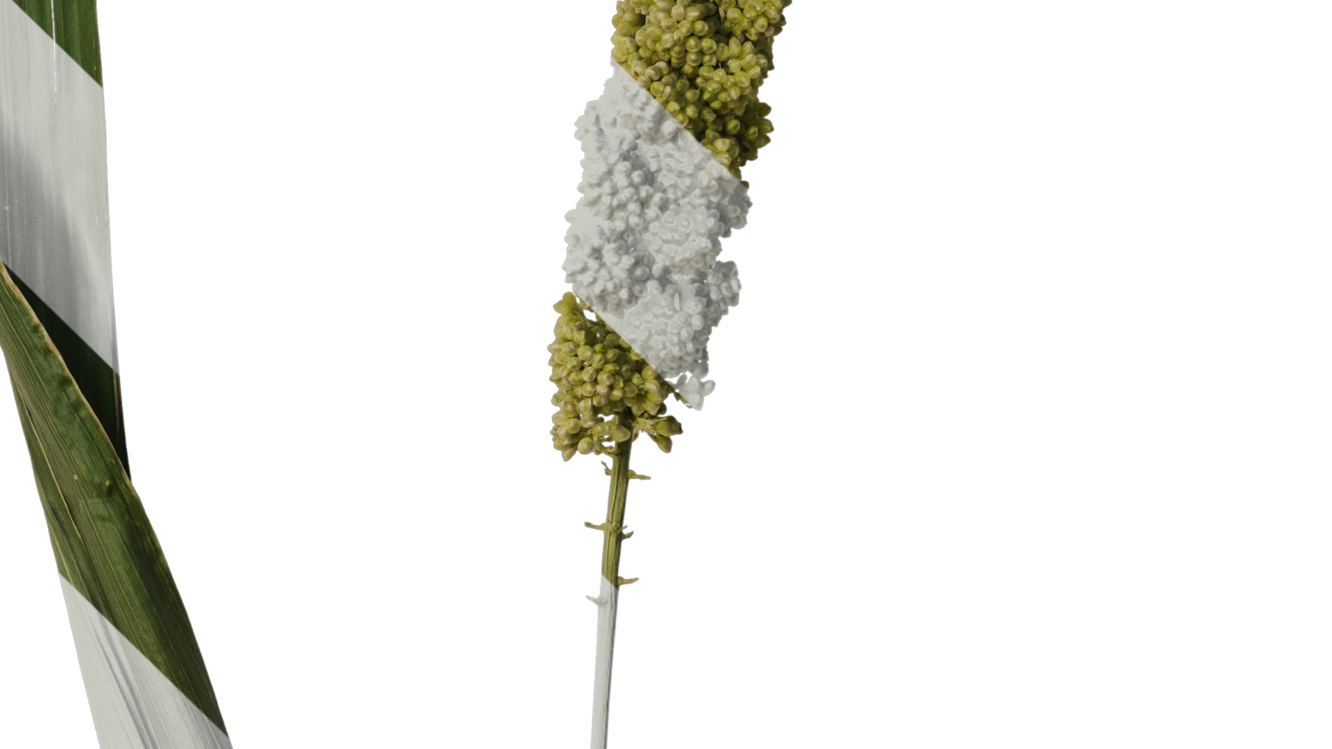 Anydrafts Setaria italica Atlas 01 Texture_4