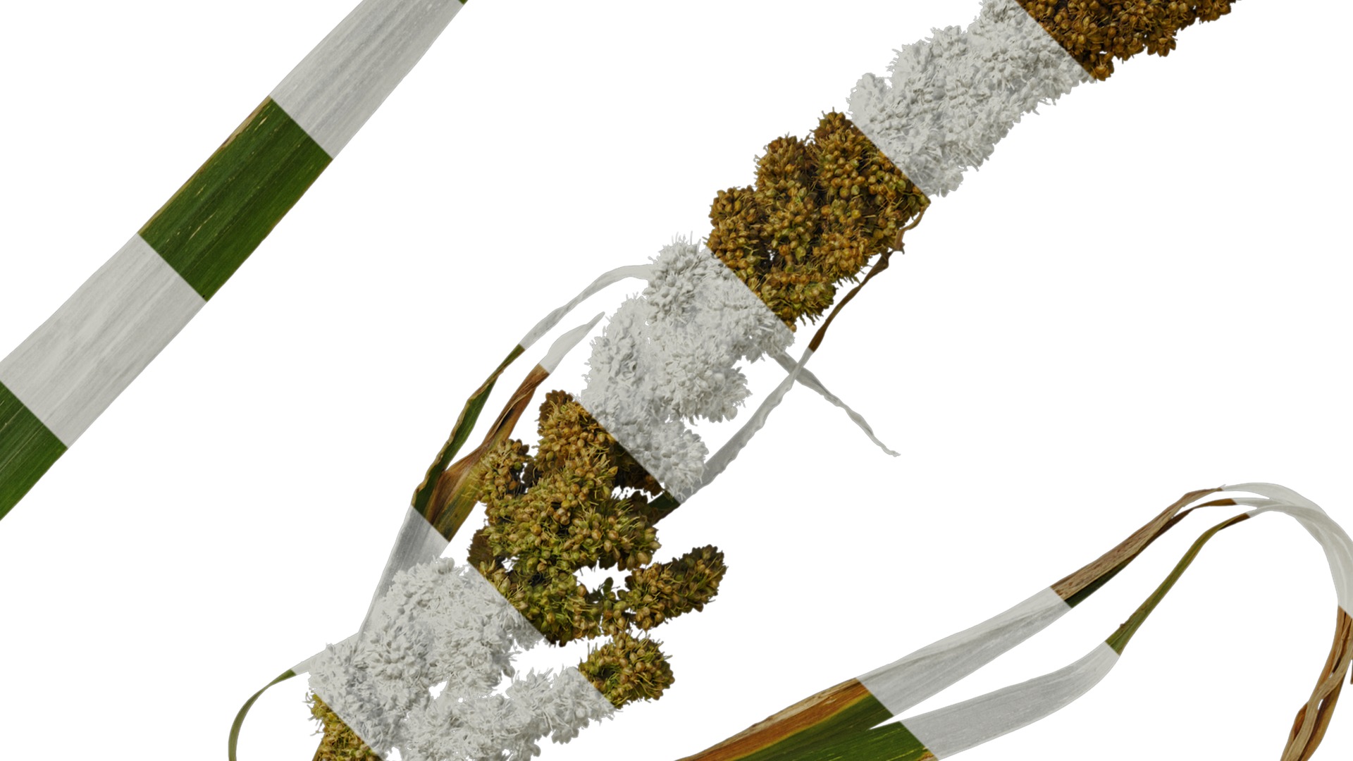 Anydrafts Setaria italica Atlas 02 Texture_2