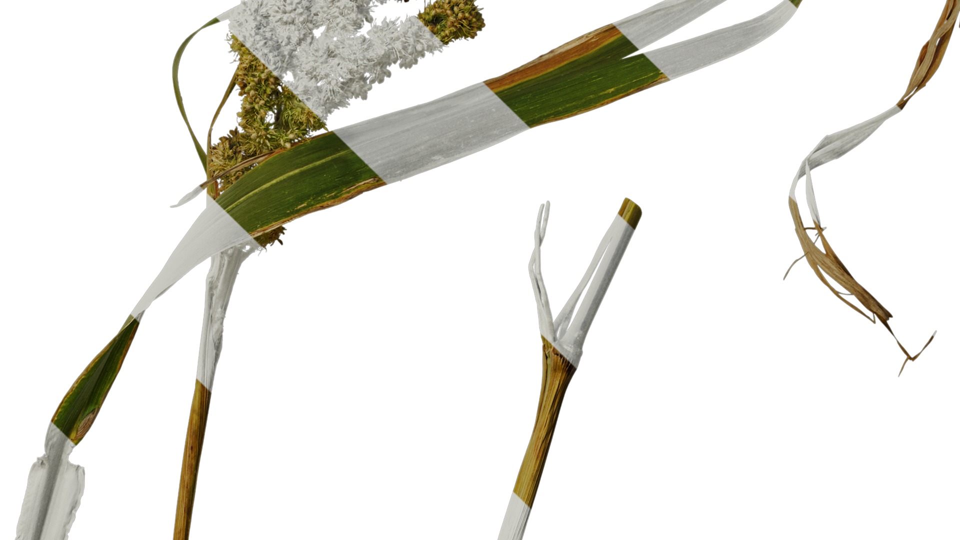 Anydrafts Setaria italica Atlas 02 Texture_4