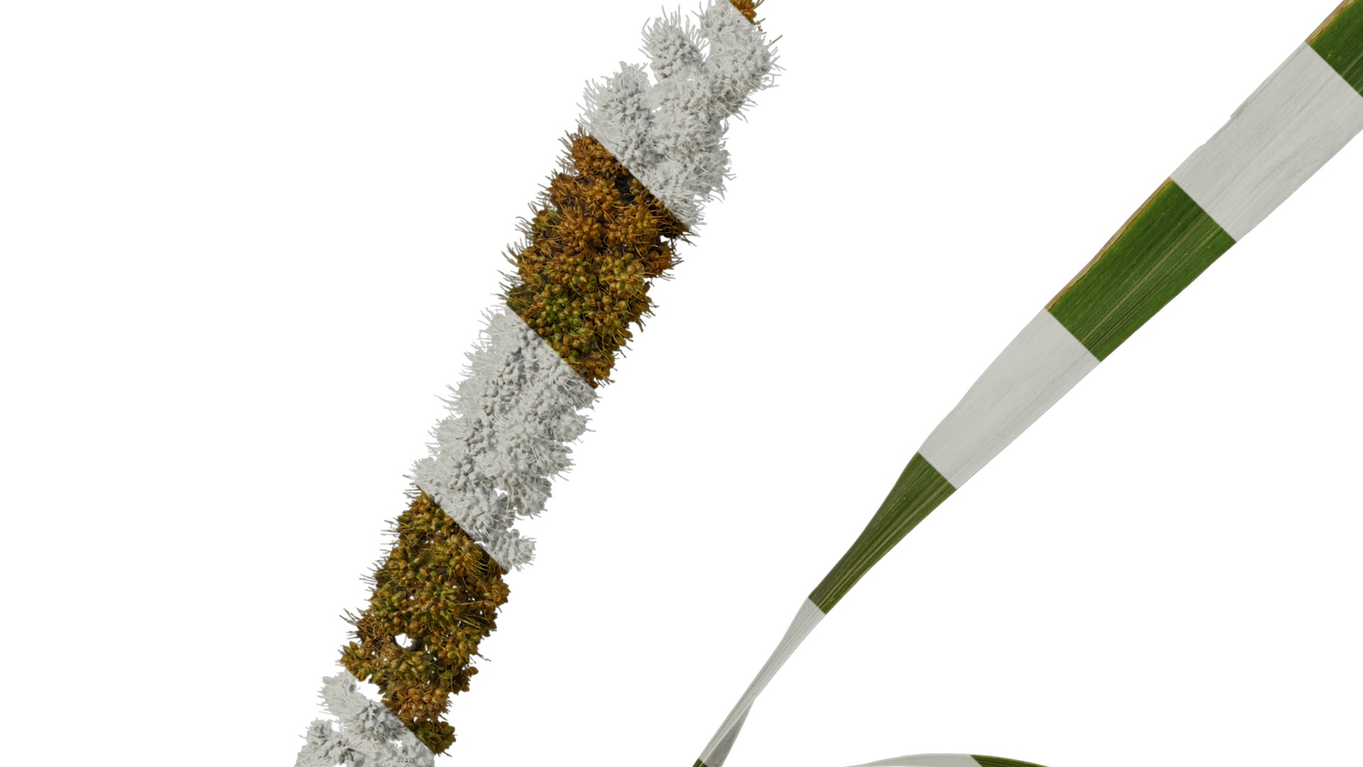 Anydrafts Setaria italica Atlas 02 Texture_3