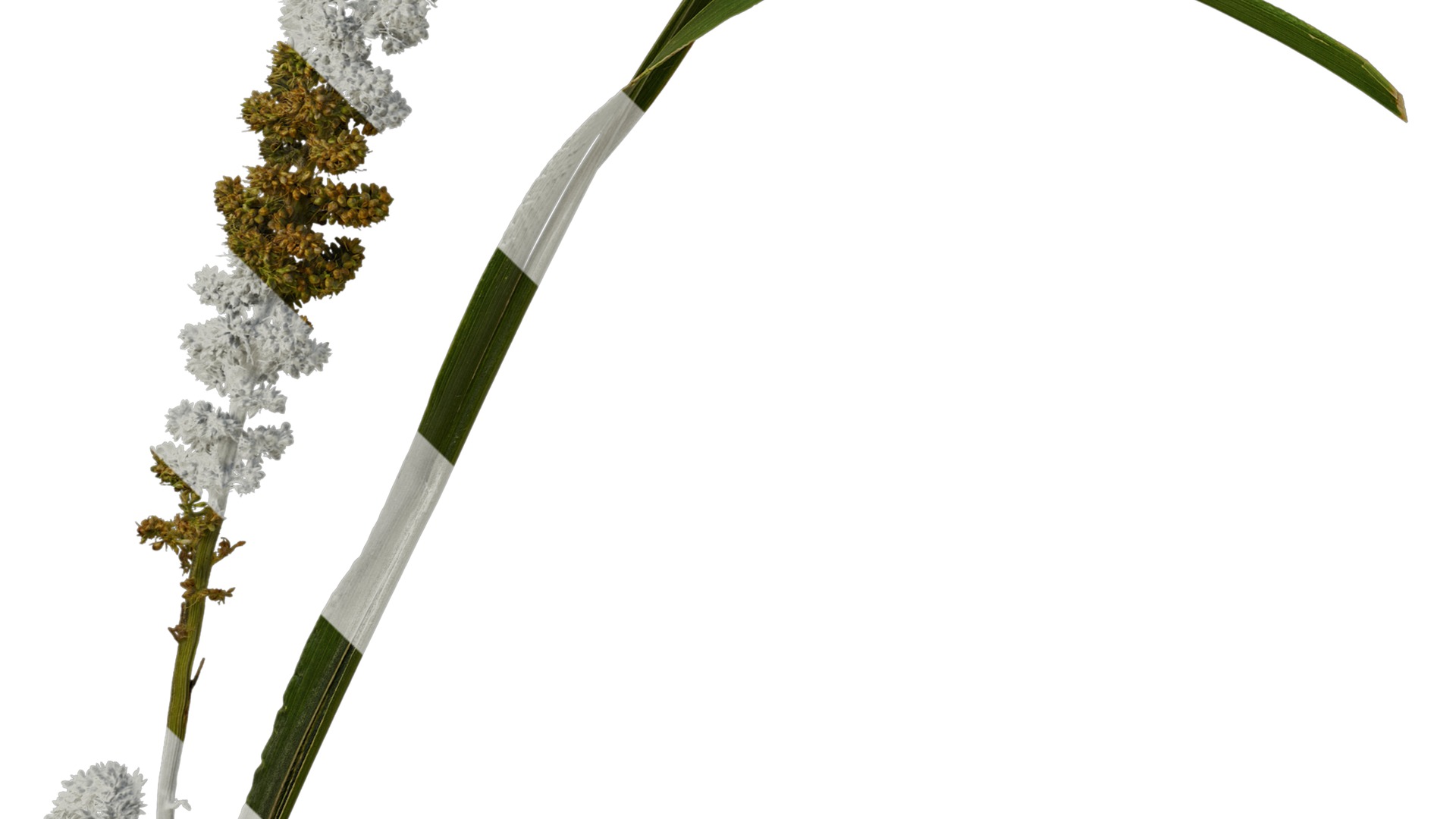 Anydrafts Setaria italica Atlas 02 Texture_5