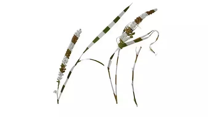 Anydrafts Setaria italica Atlas 02