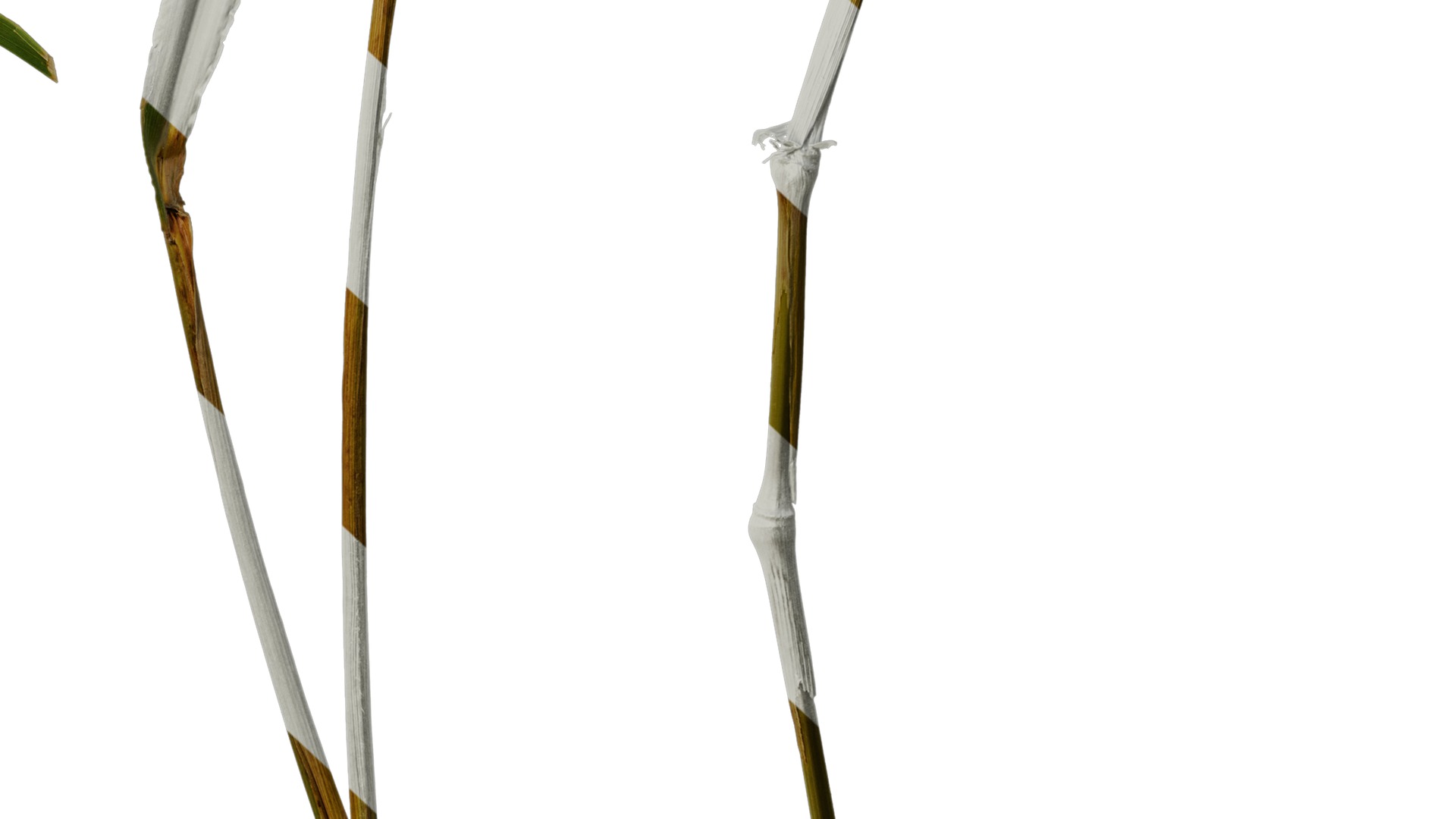 Anydrafts Setaria italica Atlas 02 Texture_6