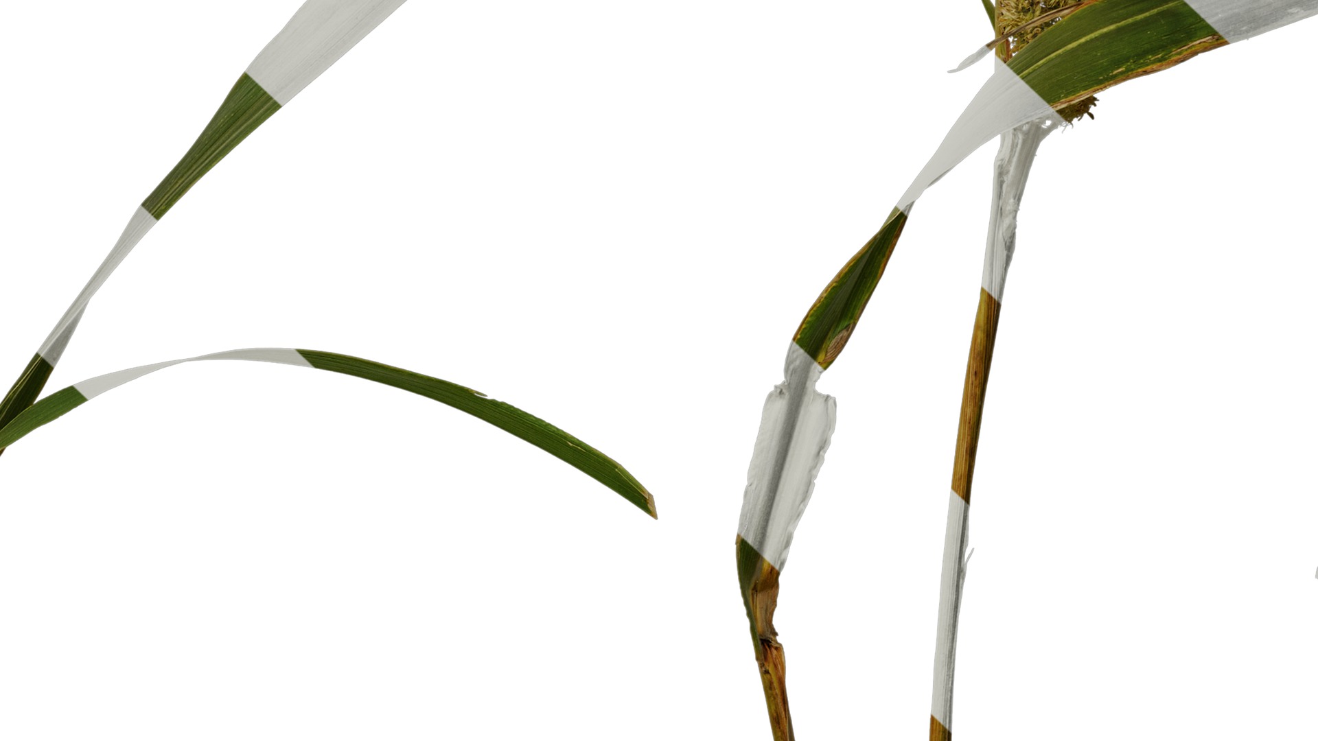 Anydrafts Setaria italica Atlas 02 Texture_7