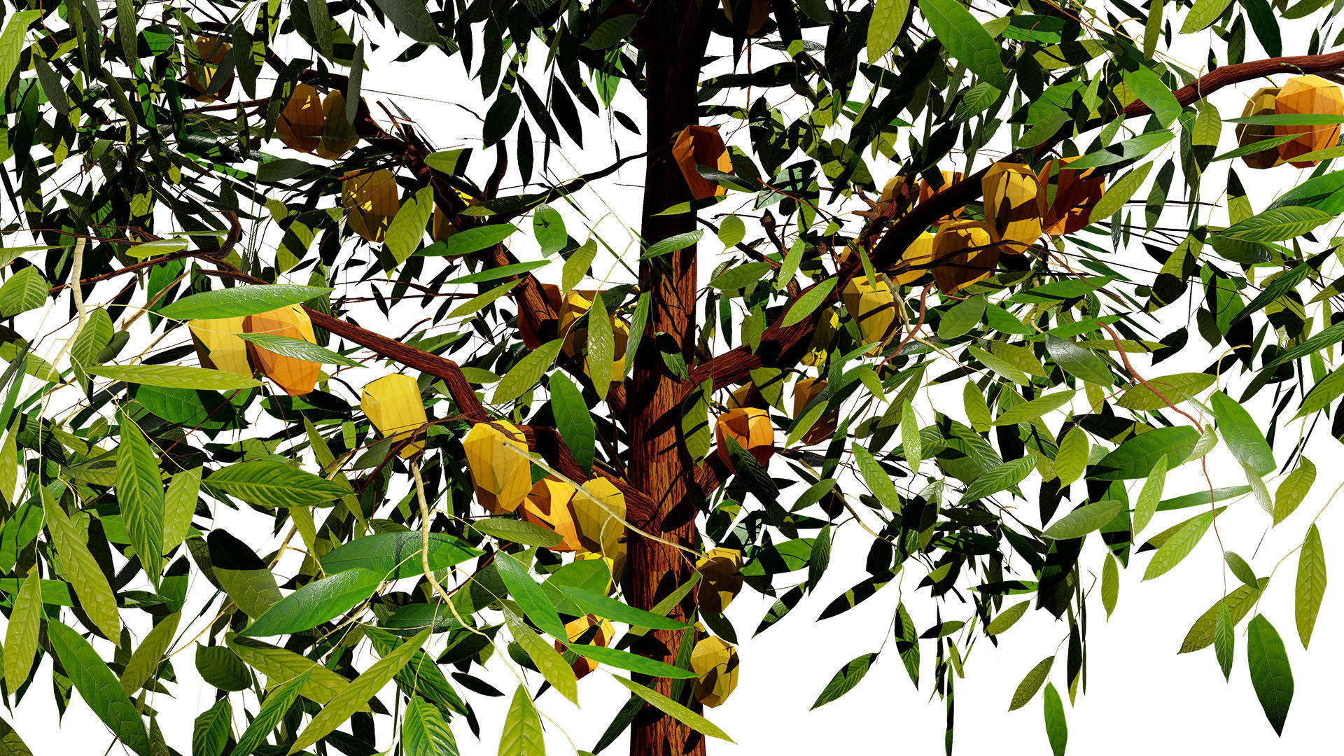Realistic Cacao Tree 3D Model Low-poly 3D model_2