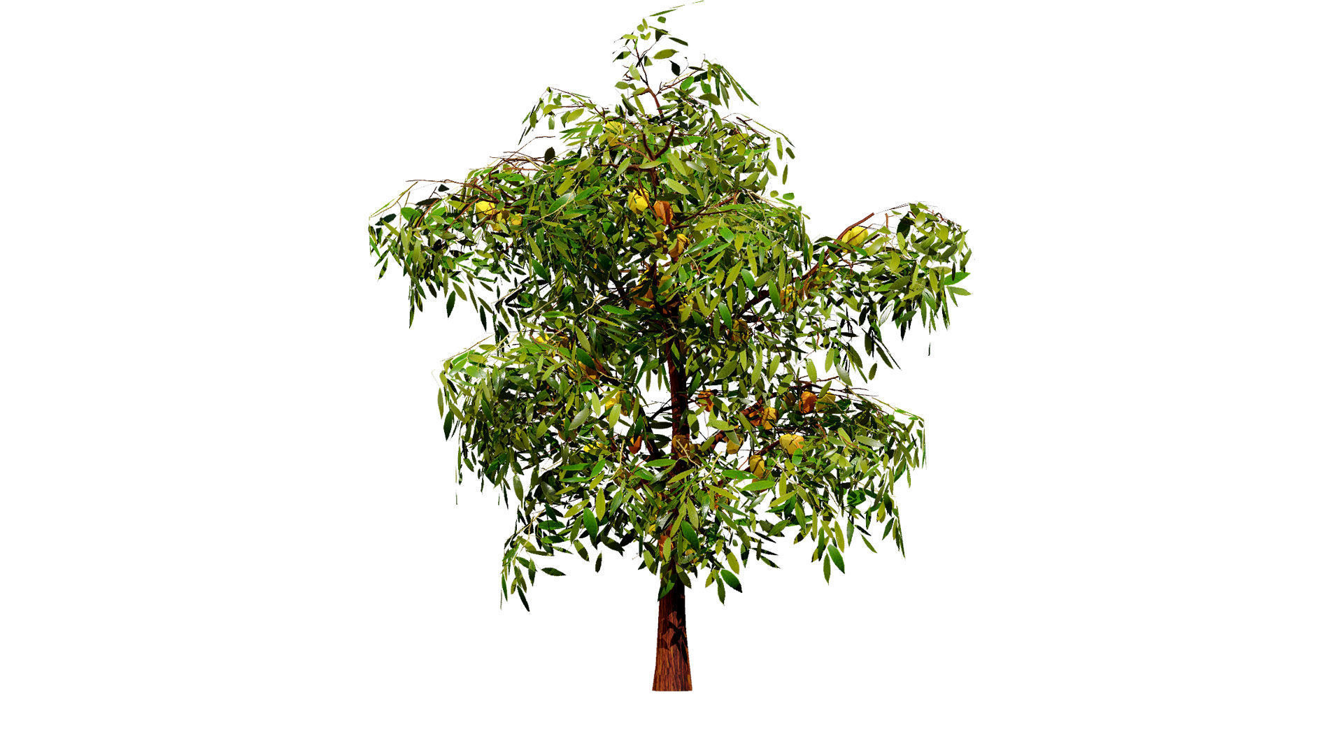 Realistic Cacao Tree 3D Model Low-poly 3D model_7