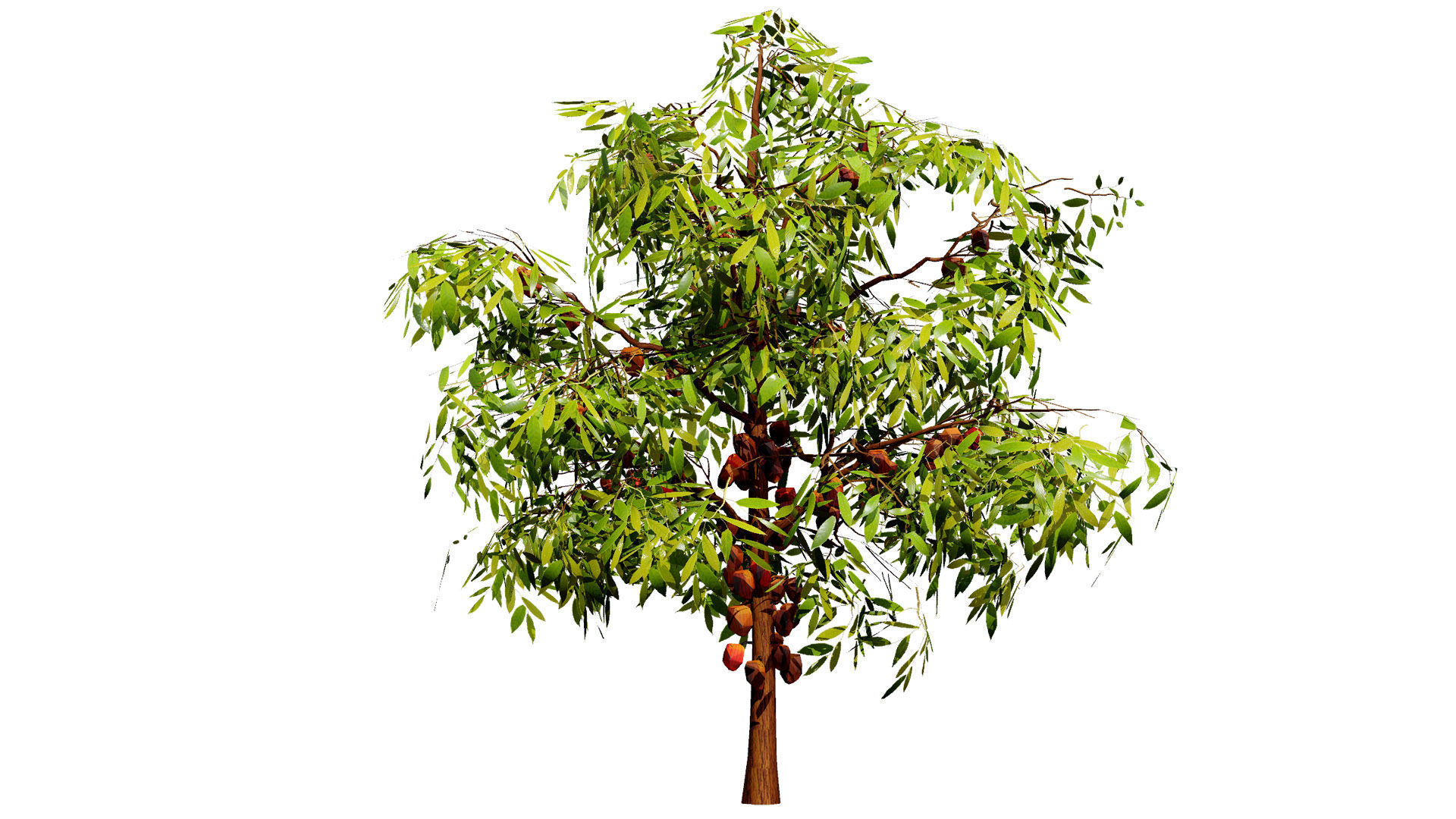 Realistic Cacao Tree 3D Model Low-poly 3D model_3