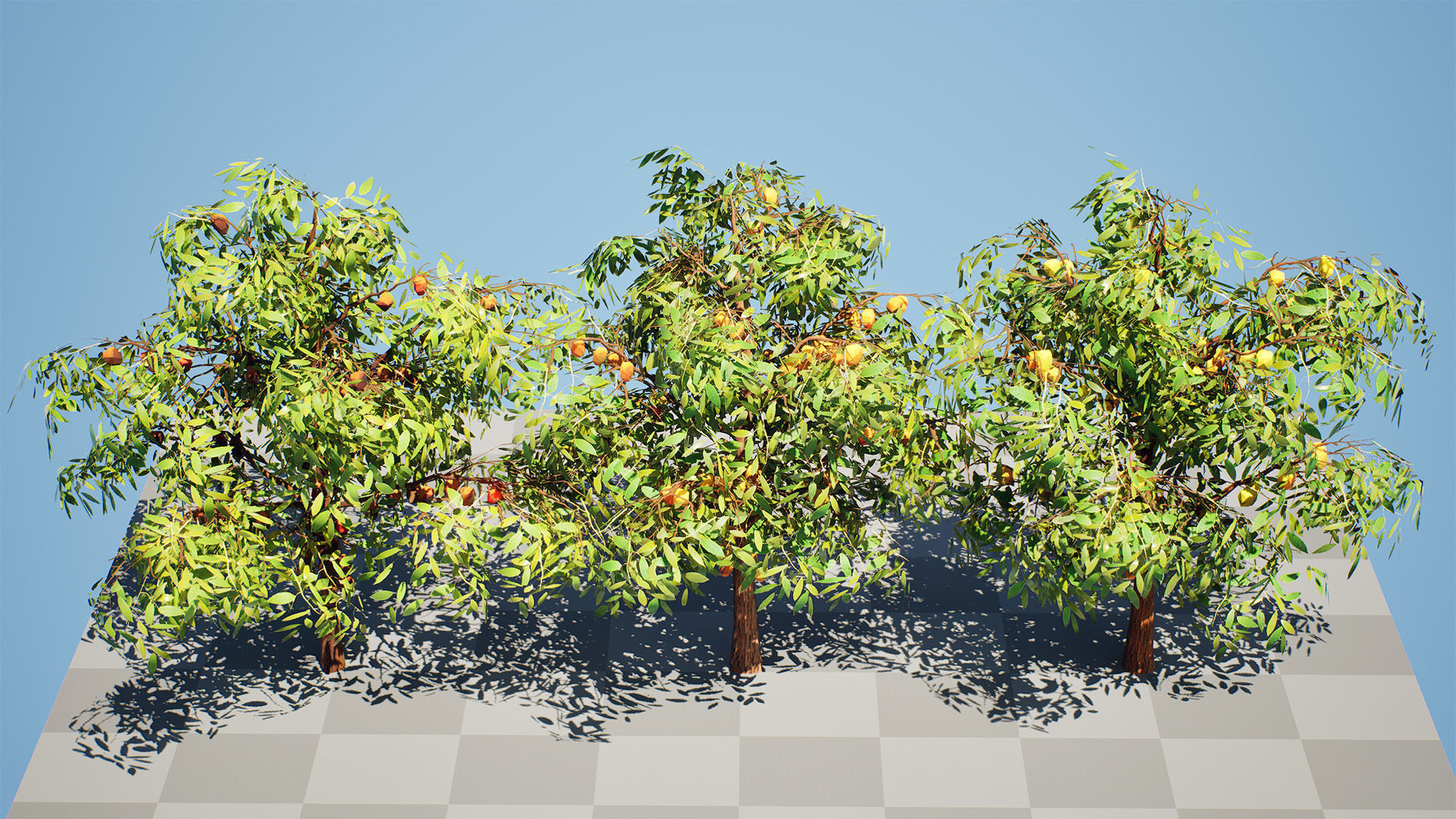 Realistic Cacao Tree 3D Model Low-poly 3D model_9