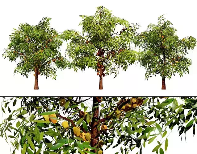 Realistic Cacao Tree 3D Model Low-poly 3D model