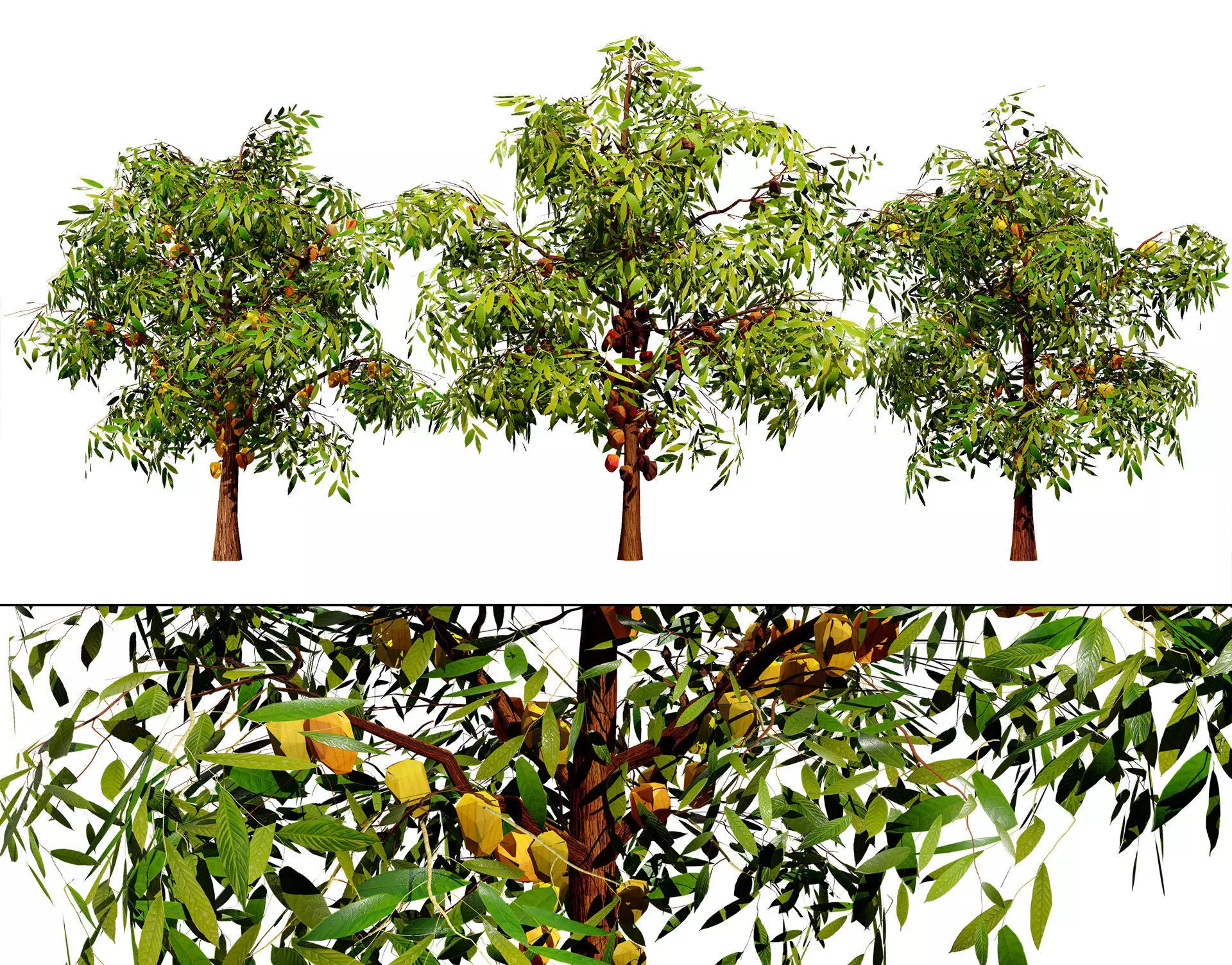 Realistic Cacao Tree 3D Model Low-poly 3D model_0