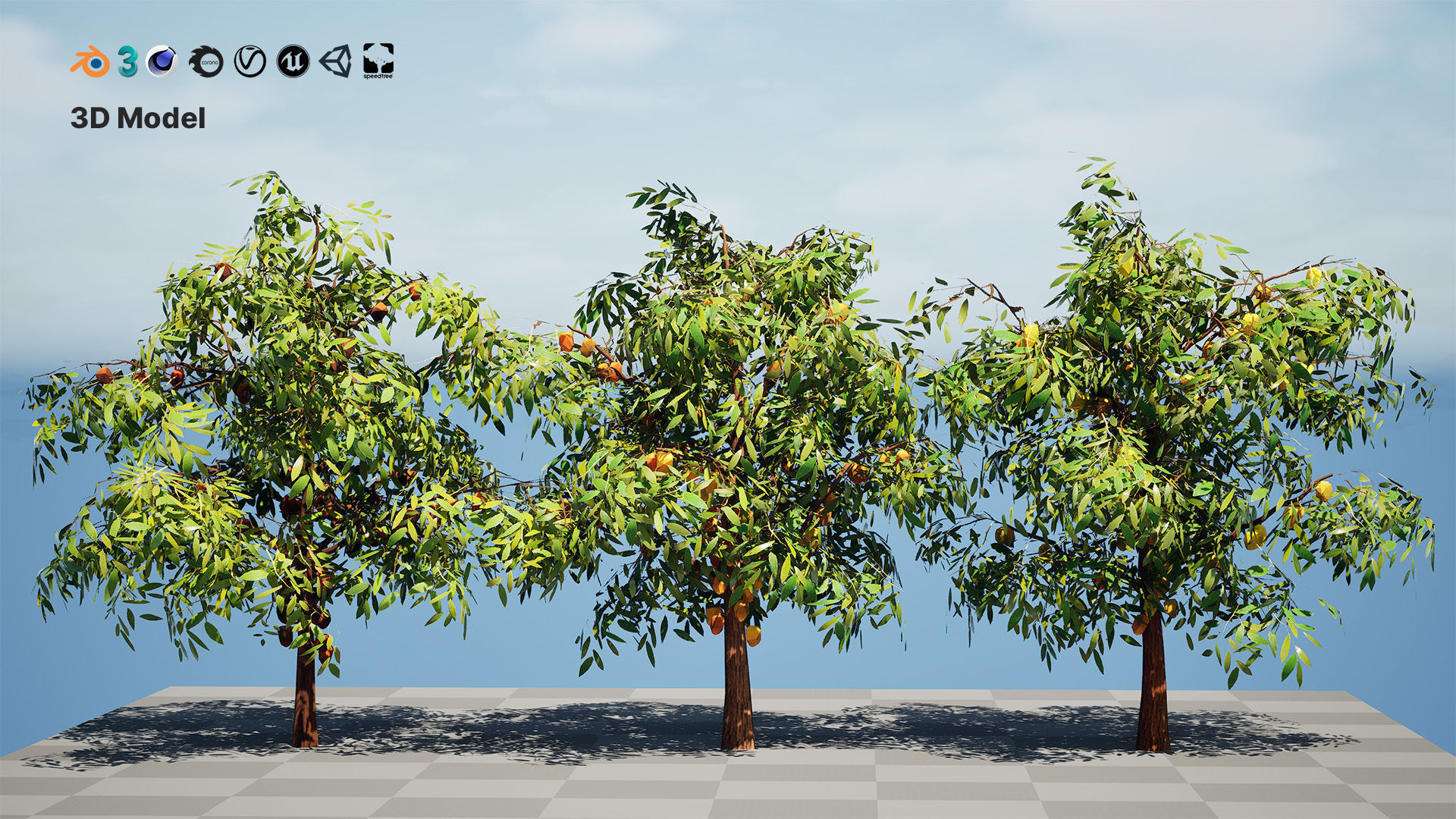 Realistic Cacao Tree 3D Model Low-poly 3D model_12