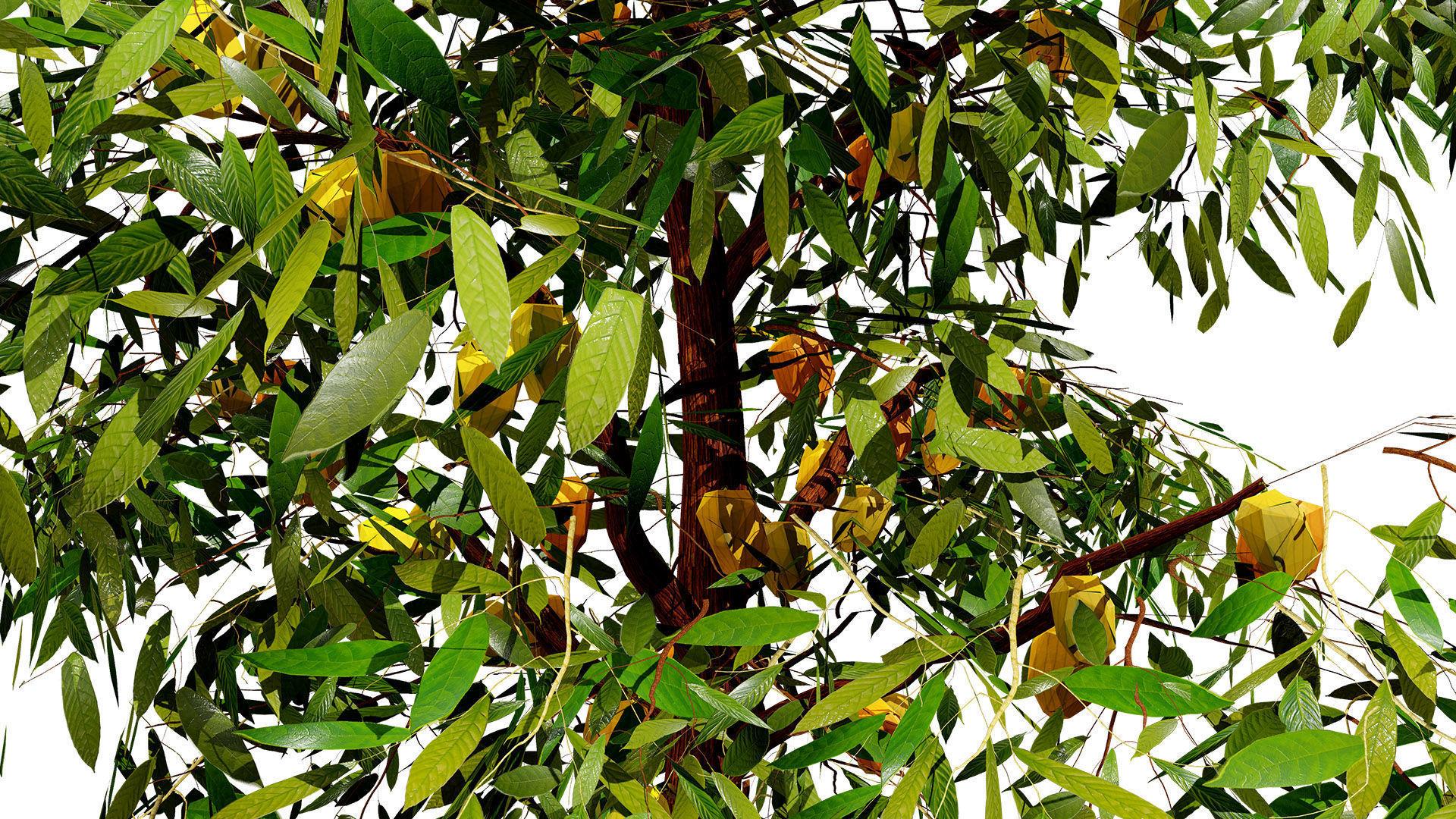 Realistic Cacao Tree 3D Model Low-poly 3D model_8