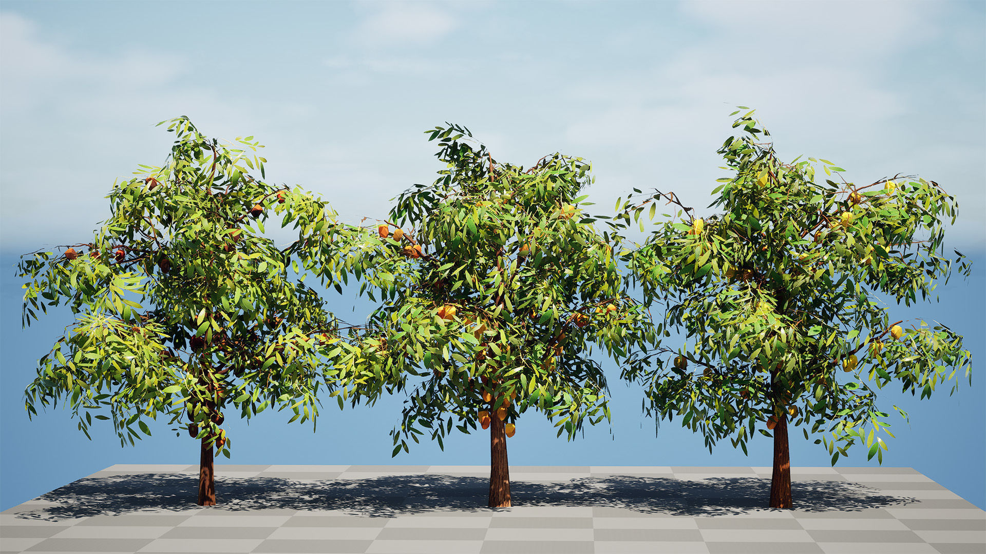 Realistic Cacao Tree 3D Model Low-poly 3D model_10